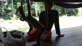 preview picture of video 'Monos en la selva peruana'
