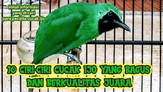 Download lagu 10 CIRI CIRI CUCAK IJO YANG BAGUS DAN BERKUALITAS ... mp3