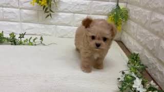 ハーフ犬の動画01