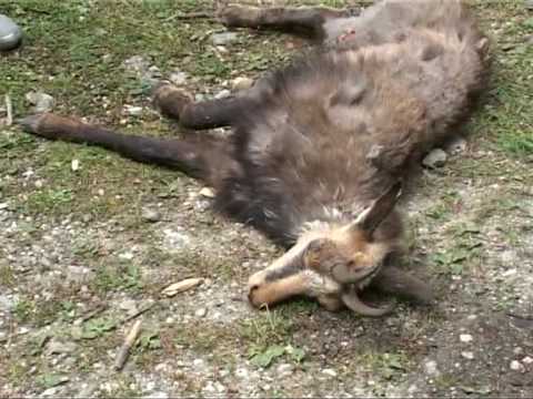 Animal ranit, recuperat de jandarmi