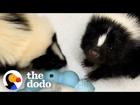 Adorable Baby Skunk
