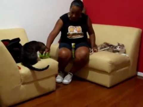 Adestramento e Socialização de Gatos aula 1 ~ ClubedasPatinhas.com.br