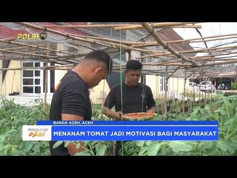 PANEN PERDANA TOMAT LAHAN KETAHANAN PANGAN BRIMOB ACEH