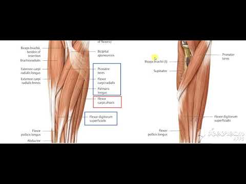 Forearm front muscles nerve supply 4