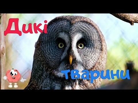 Пізнавальні відео для дітей українською мовою. Дикі тарини. Тварини лісу. Звуки тварин.