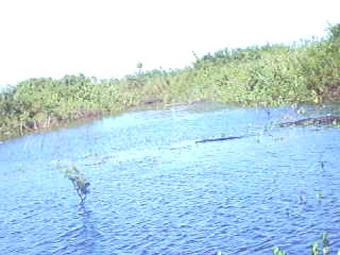 Pantanal - Miranda MS dia 16052009