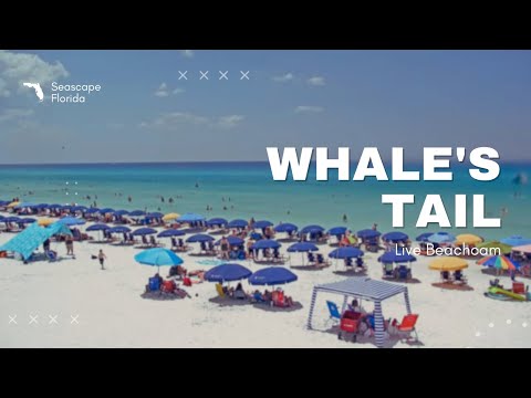 Whales Tail Webcam Seascape FL