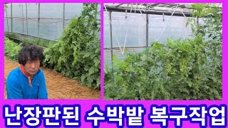 난장판된 애플수박밭 복구작업
