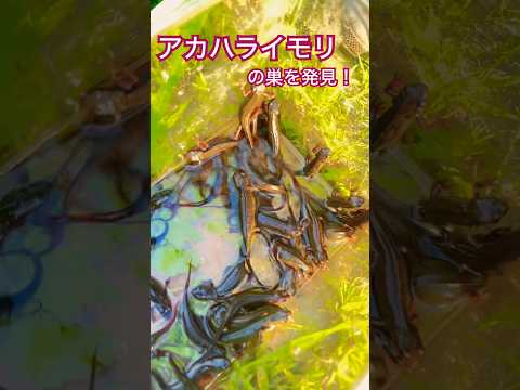 IUCN分類における絶滅の危険性を示す図。