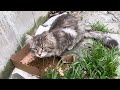 This Beautiful Fluffy Gray Cat Was Very Hungry