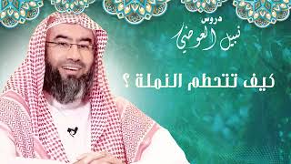 صورة كيف تتحطم النملة | الشيخ نبيل العوضي