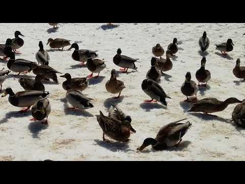 Утки на речке Клязьма