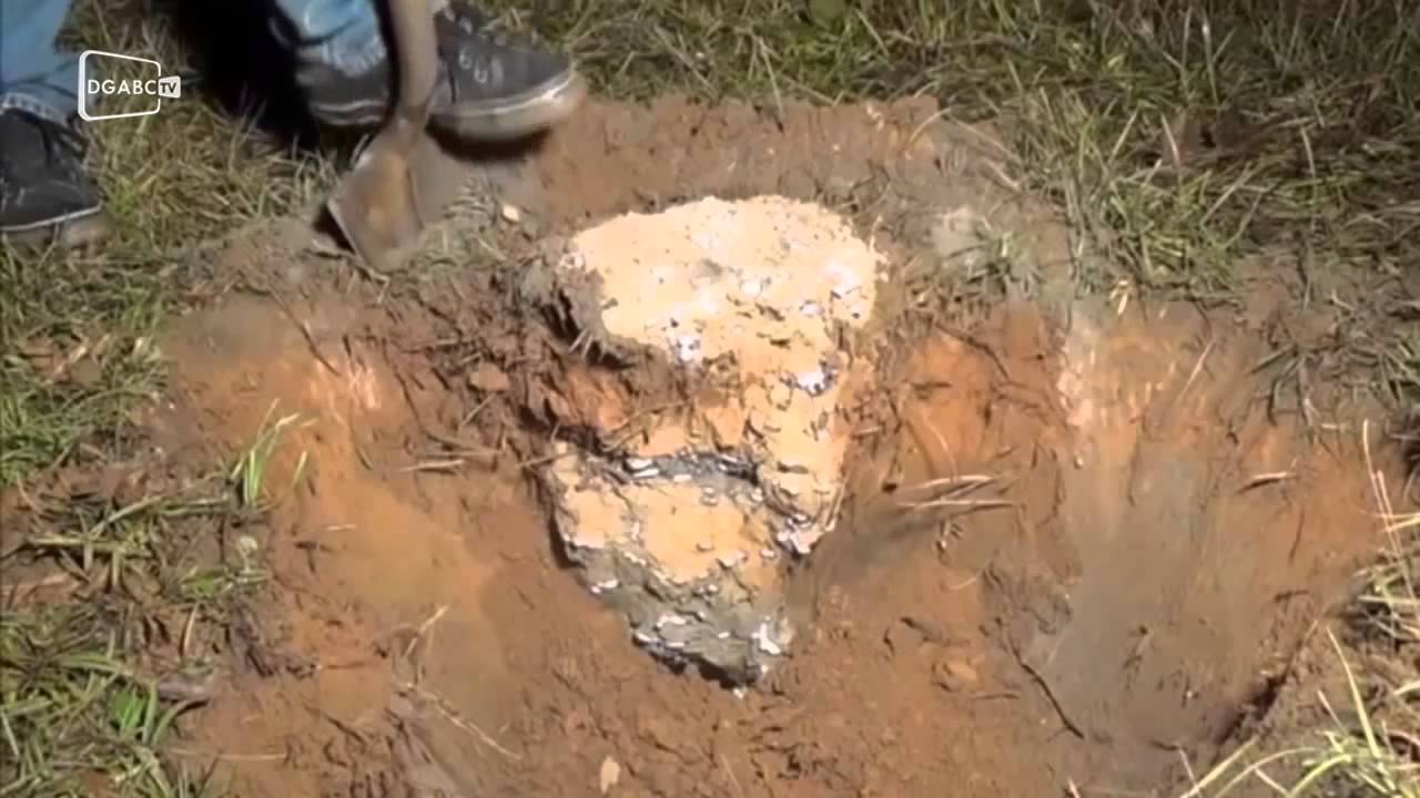 Já viu a majestosidade de um formigueiro?; veja vídeo