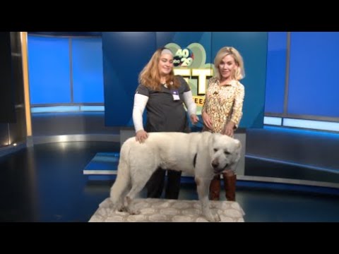 Pet of the Week: Polar Bear - YouTube