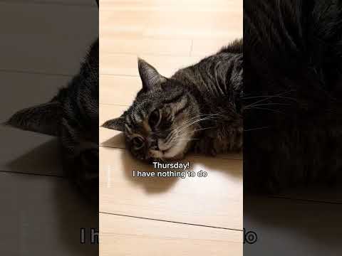 Old trend 🤣🤣🤣🤣