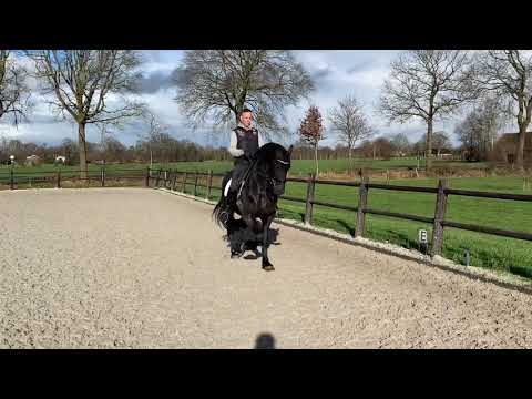 Stal Okkema's Willem - Michiel x Feitse - training for Z2 dressage - stallion - 2015