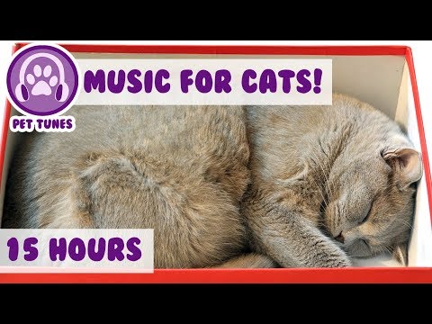 How To Relax My British Shorthair Cat! New Calming Music Has Helped Over 4 Million Pets-Pet Therapy