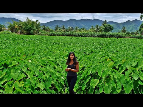 download lagu mp3 mp4 Jamaican Dasheen Plant, download lagu Jamaican Dasheen Plant gratis, unduh video klip Jamaican Dasheen Plant