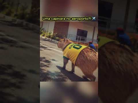 A capivara dançando funk no aeroporto de Tefé, Amazonas, Brasil 🦫✈️  #capivara #capybara #brasil