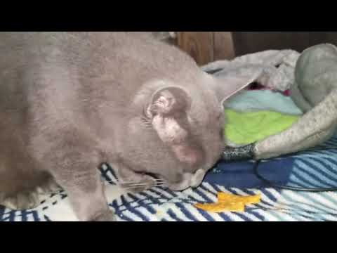 YouTube video about: Can cats have black pepper?