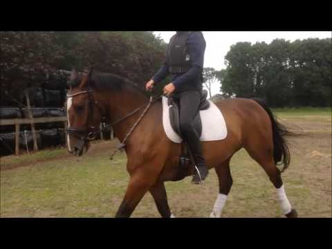 Groninger merrie Twinkel (Erasmus X Alderik)