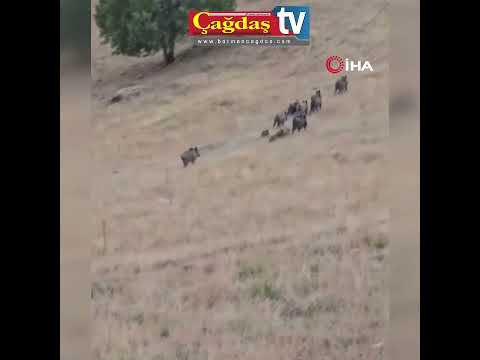 Gercüş’te domuz sürüsü görüntülendi