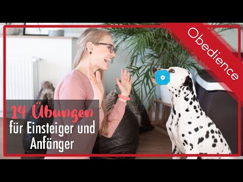 Obedience exercises for beginners / Training for beginners / Dogs and puppies 🐕