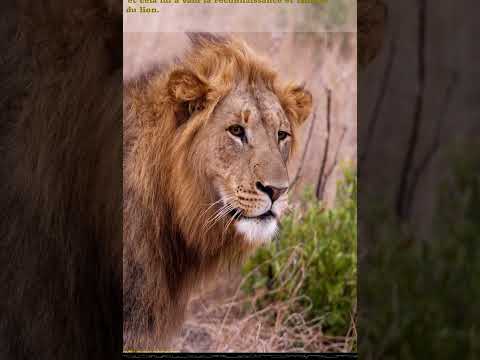 La morale de l'histoire La souris et le lion #conte #foryou #motivation