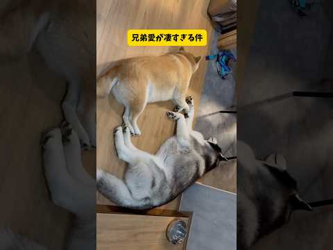 【柴犬が凄いと分かる動画】弟を心から大切にする柴犬に感動しました…