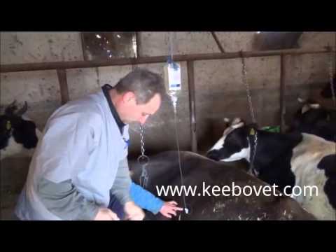 , title : 'How To Help Dairy Cows With Paresis Puerperalis, Lack Of Calcium In Bovine - Vet Gives Medications'