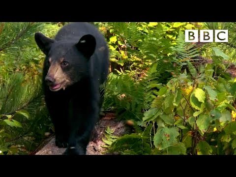 , title : 'Cute nine month old bear cub meets bees for the first time 🐻😍🐝 | Meet The Bears - BBC'