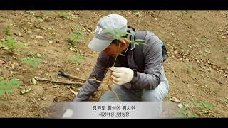 세영야생산삼농장의 야생산삼은 자생력이 강합니다