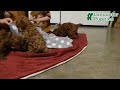 Cavapoo dogs for sale: Jackie - Video 1