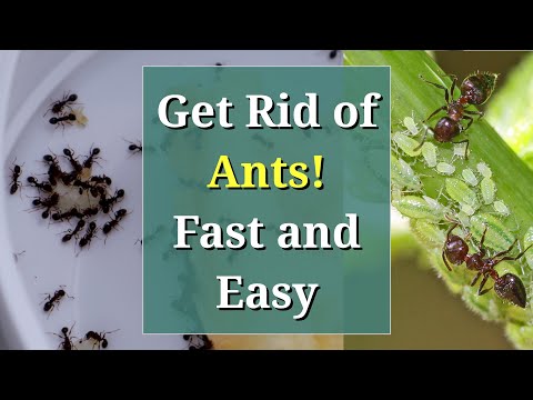 Get Rid of Ants: Fast, Cheap and Easy