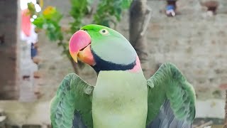 Mummy teaching mithu calling papa 💯 mithu calling mummy papa 😍 talking parrot Mithu 🦜