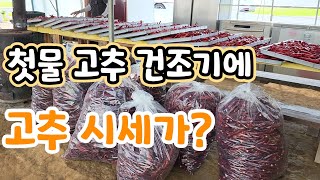 첫물 고추 건조기에 말려서 !!  고추 시세 이정도면?
