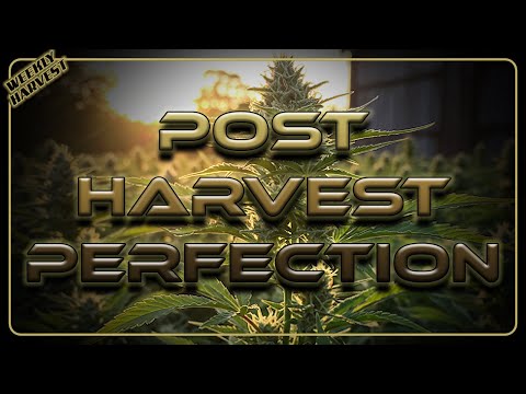 Auto Flower Weekly Harvest | No More Mistakes! Post-Harvest Perfection