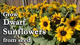 How to Grow Sunflowers from Seed | An Easy Planting Guide