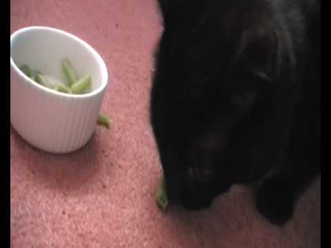 Cat eats Green Beans!! - YouTube