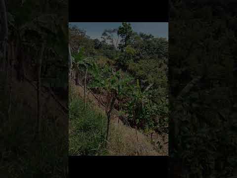 se vende una finca en mocoa Putumayo 3143446411  ol 3107853006