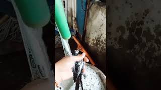 Download lagu cara jinakin Kacer super giras #shorts mp3 Download lagu cara jinakin Kacer super giras #shorts mp3