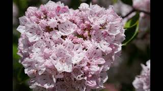 Download lagu 2025/5/13の京都府立植物園を、サン・サーンス:ピアノ協奏曲第5番:リヒテルと共に。 mp3 Download lagu 2025/5/13の京都府立植物園を、サン・サーンス:ピアノ協奏曲第5番:リヒテルと共に。 mp3