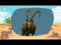 BabyTV Bim And Bam In The Animal World Ibex