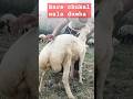 Dumba Sheep Sheep Dumba Bakramandi Shorts Youtubeshorts