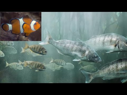 Amazing Fastest Giant Bluefin Tuna and Swordfish Fishing skill(1080p 4K)