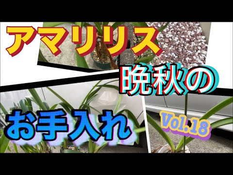 クリスマスにアマリリスを再び咲かせる方法 植物 屋内ポット 球根 ライト 家庭菜園
