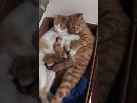 طرائف الحيونات