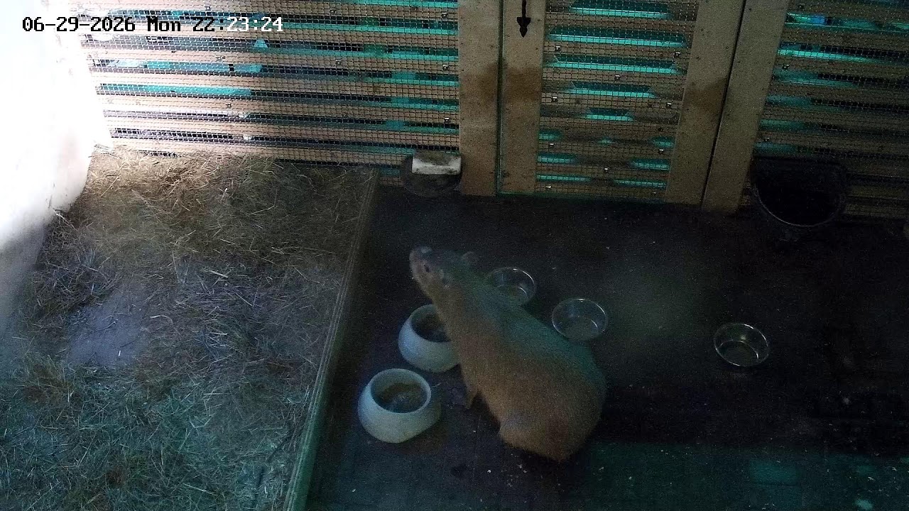Live webcam view of Capybara Sanctuary Live Cam
