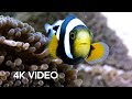 Amazing Clownfish Teamwork 4K UHD Blue Planet II BBC Earth