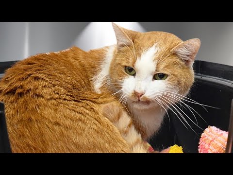 The orange cat that survived a bullet and a landfill